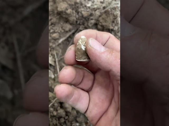 Dropped Bullet From a Civil War Camp! #metaldetecting #relic #ramdetecting #civilwar #relichunting