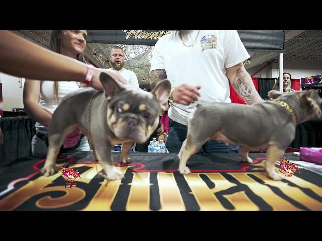 How To Breed  French Bulldog (Tutorial)