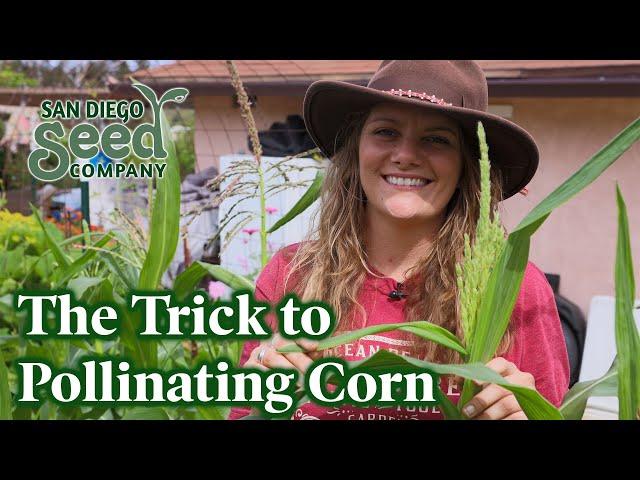 How to EASILY Pollinate Your Corn Plants the Right Way | San Diego Seed Company