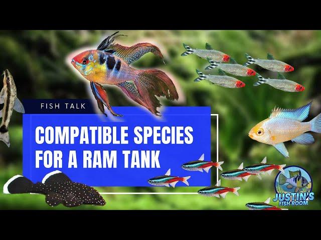 Compatible Ram Cichlids Tank Mates *My Experience With Compatible Species*