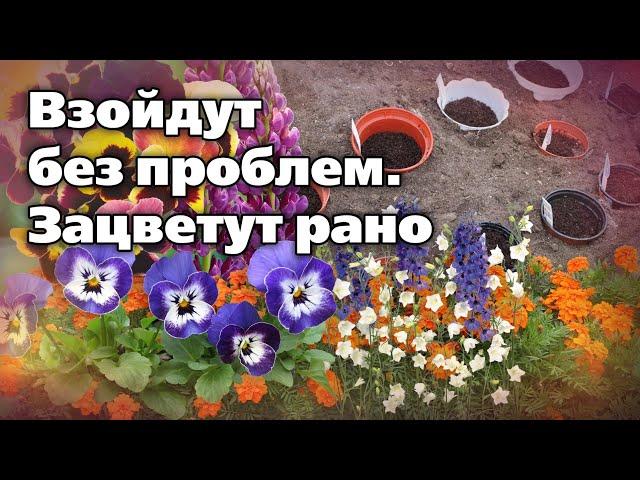 Какие цветы - многолетние и однолетние - можно посеять под зиму