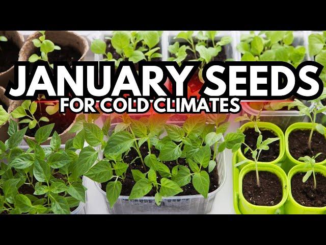 January Seed Starting in COLD Climates