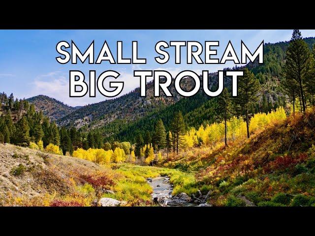 Small Stream, Big Trout | Idaho