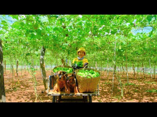 Harvesting Chayote & Goes To Market Sell - Feed the Dog, Bath the Dog, Farming | Tieu Lien