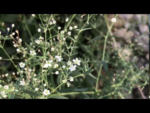 Gypsophila paniculata, Schleierkraut