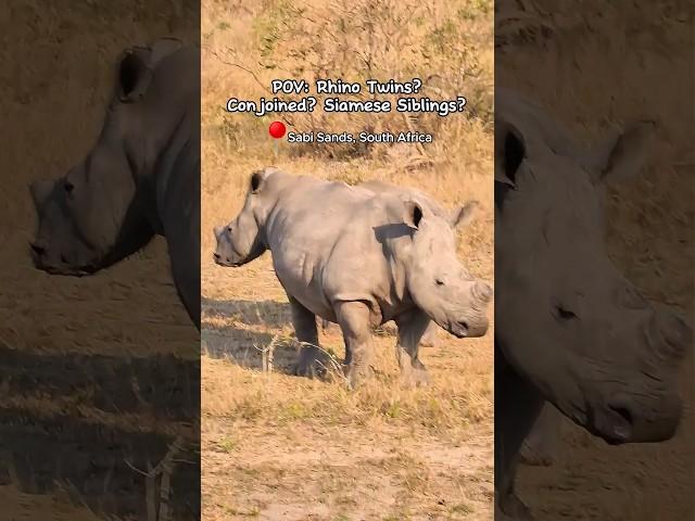 The Conjoined Rhinos of Sabi Sands (Optical Illusion)