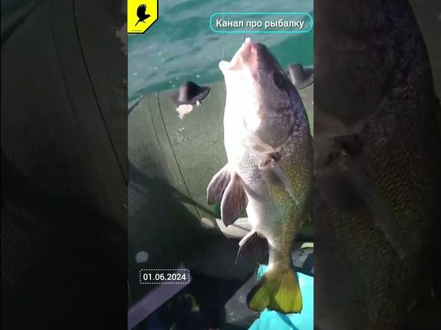 Морская рыбалка  #fishing #рыбалкавидео #морскаярыбалка #2024 #лаврак #барабулька #ставрида