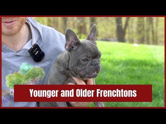 How big will a Frenchton get and How will a Frenchton look when they are older?