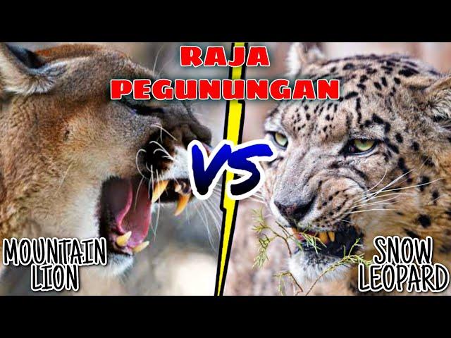 PUMA VS MACAN TUTUL SALJU ‼️ Siapa Raja Pengunungan yang Sesungguhnya ⁉️