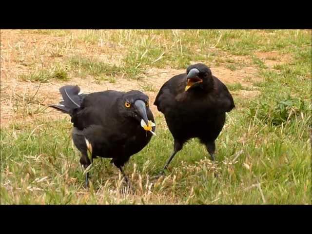 CUTE 'Kazoo' the Tasmanian Currawong fledgling with his 'Dad' Charlie