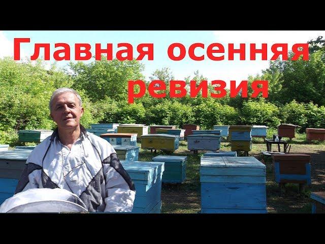 Главная осенняя ревизия пчелиных семей. И откачали мед.