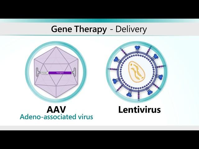 Hemophilia AAV Gene Therapy Animation