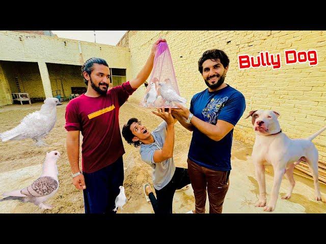 Aj Expensive Kabootar Gift Mile  Big Bully Dog Coming Soon 