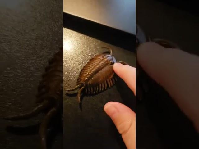 Toy trilobite