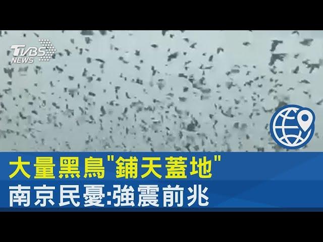 大量黑鳥「鋪天蓋地」 南京民憂:強震前兆｜TVBS新聞