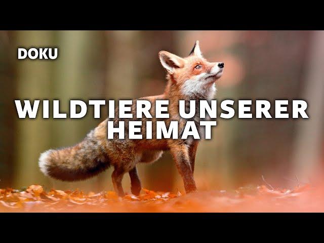 Wild animals of our homeland (animal documentary in German in full length)