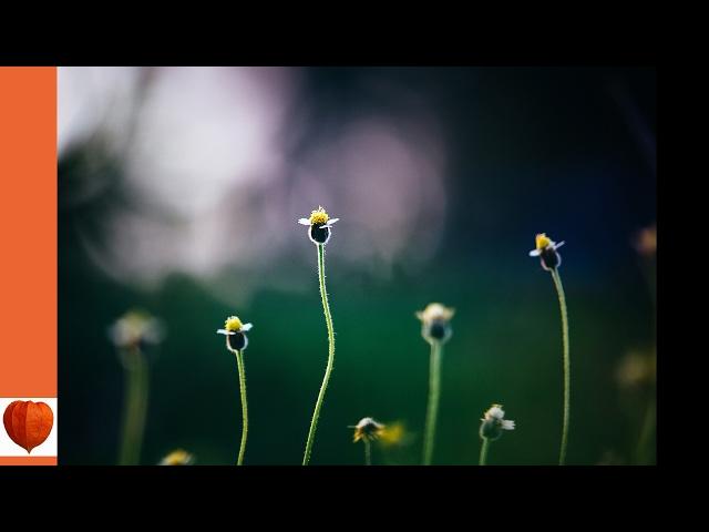 The Flower Garden 10-Various Annuals from Seed by Ida Dandridge Bennett (audiobook)