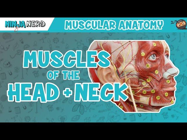 Muscles of the Head & Neck | Anatomy Model