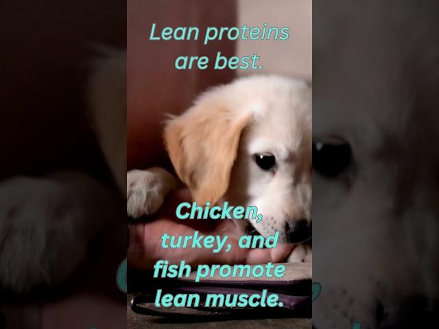 "Protein Power: Lean Sources for Strong Dogs" #PetWellness #UltraK9Pro" #dognutritiontips