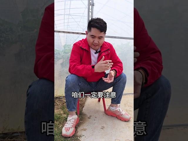 今年是旱是涝呢，咱们种地的今年行情怎么样 农民种地不容易呀   农业种植   三农 小麦 新农人计划