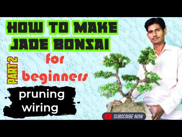 how to make jade bonsai tree for beginners part 2 जेड बोनसाई पेड़ केसे बनाए पार्ट 2 #jadebonsai