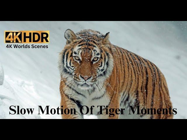 Tiger Tracking: High-Tech Adventures I The Enigmatic Bengal Tiger I #tiger #tigervideo #wildtiger