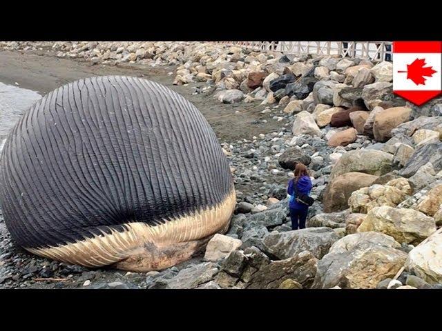 Мертвый синий кит вот-вот забросает кишками канадский город