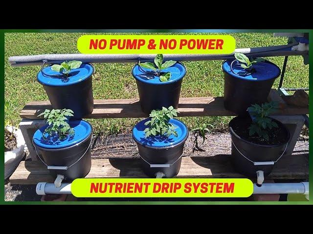 Easy To Build DIY Hydroponic Dutch Bucket System No Pump & No Power | Bato Bucket System | Part 1