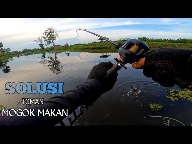 PAKAI UMPAN INI KETIKA SI TOMAN SUSAH MAKAN  CASTING TOMAN UMPAN MINNOW