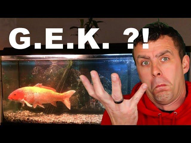 Koi in aquarium houden - Kan je koi in aquarium houden of niet? | Aquarium Sunshine Valley