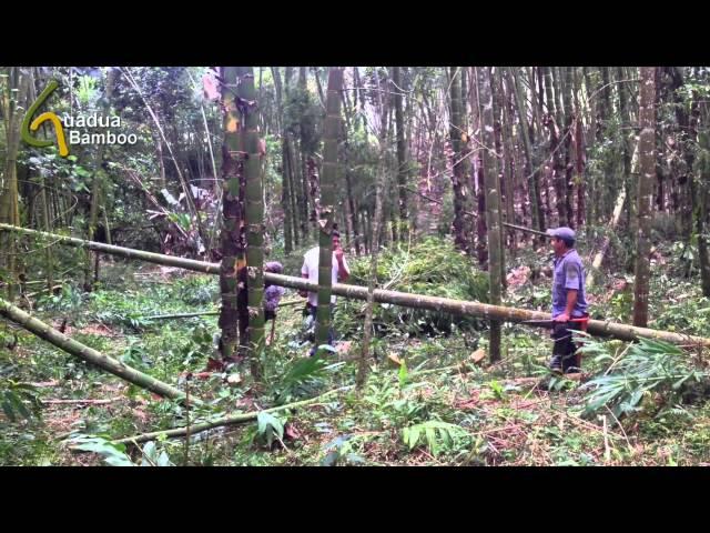 Guadua Bamboo Harvest and Treatment Process