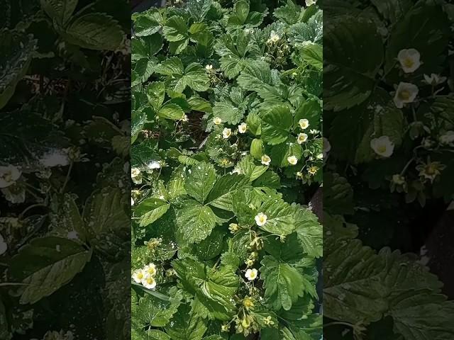 Зубной порошок как народное средство от долгоносика