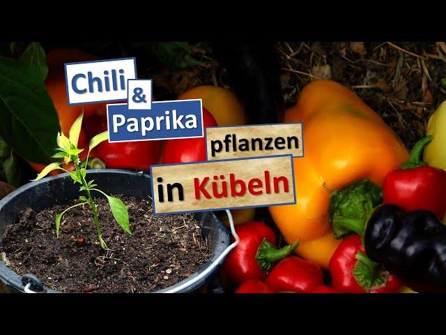 Paprika️ & Chili ️ in Kübel pflanzen statt in Beete