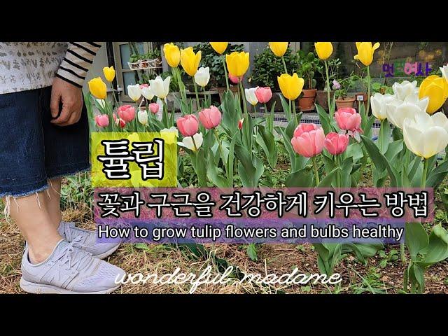 아름다운 튤립 키우기 대 성공/튤립 총정리/11월엔 튤립심어요