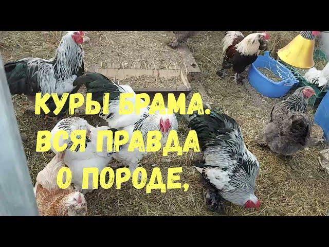 КУРЫ БРАМА, ВСЯ ПРАВДА!