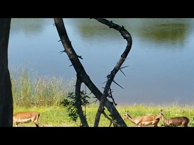 African Stampede with Zebra's and Impala's