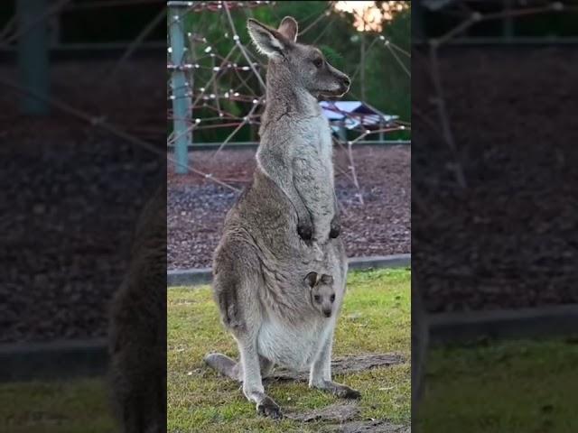 Say  G’Day to Cutest Joey Ever 