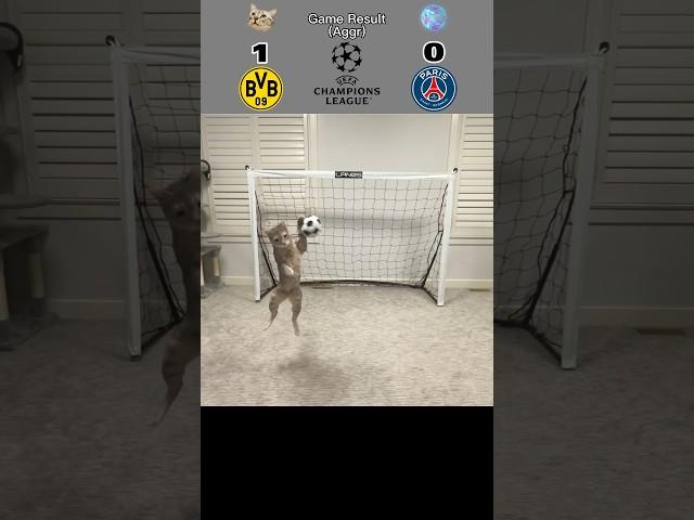 Cat Goalie - Dortmund Vs PSG | 2024 UEFA Semi Final Aggregate #cat #goalie #fyp