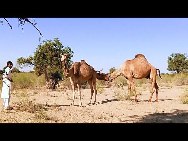 Camel Winter Season in Checking & Testing Love Meet Up | Two Camels Testing & Enjoying | Camel Video