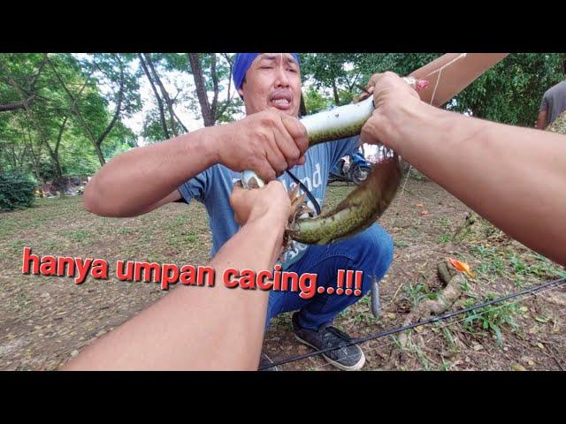 mancing ikan sidat umpan cacing di sungai mahakam ada patinnya..!!