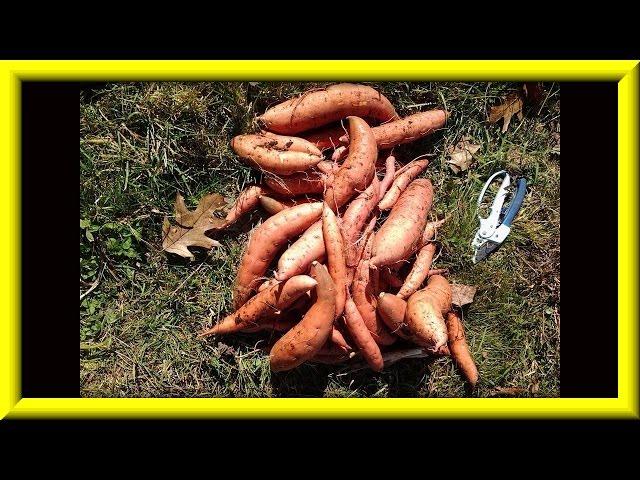 UPDATE: The Great Sweet Potato Mistake Of 2014