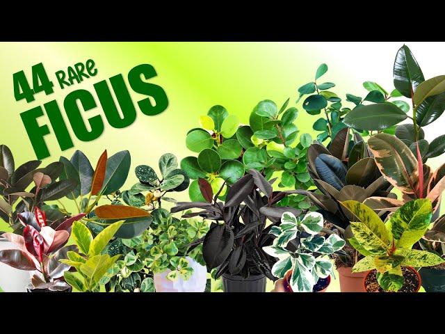 44 FICUS SPECIES PLUS SHOUT OUT TO MY AWESOME COMMENTATORS | HERB STORIES