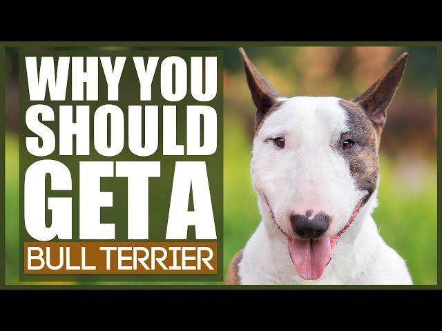 5 Reasons Why YOU SHOULD Get A BULL TERRIER