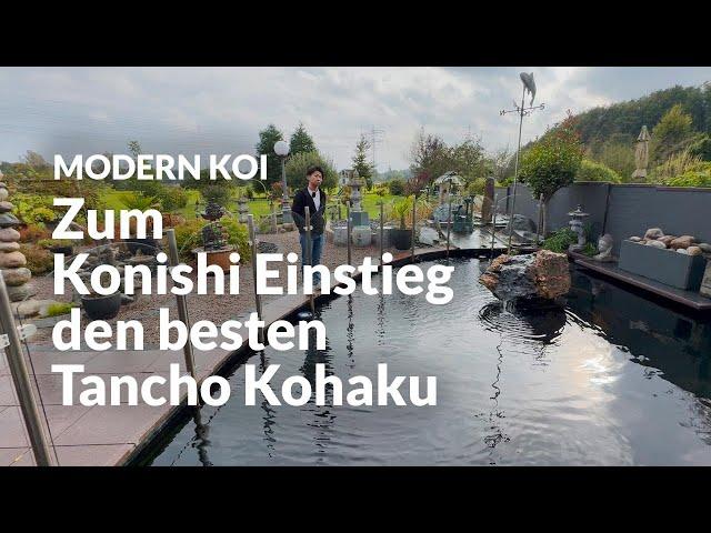 Mit Makoto bei Michael in Hamburg am Teich | Modern Koi Blog #6921