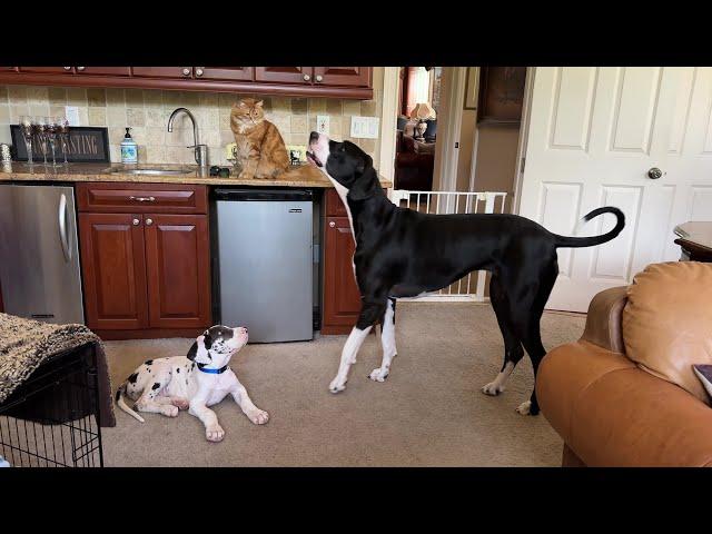 Cat Watches Funny Great Dane Argue About Quiet Time So Puppy Can Sleep