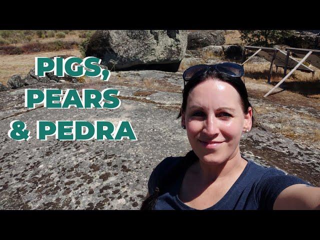 Pears, Piglets & Kitty Love | My Central Portugal Farm #35