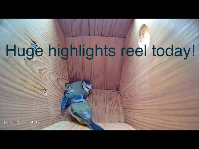 14 March 2021 - Blue tit nest box live camera highlights