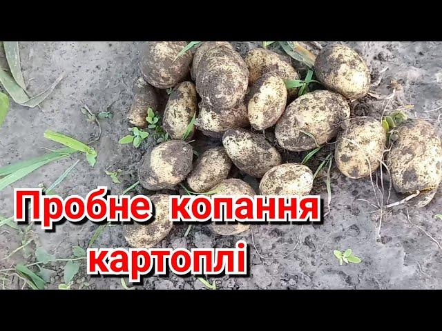 Яка картопля наросла до червня місяця .Чи будемо з картоплею