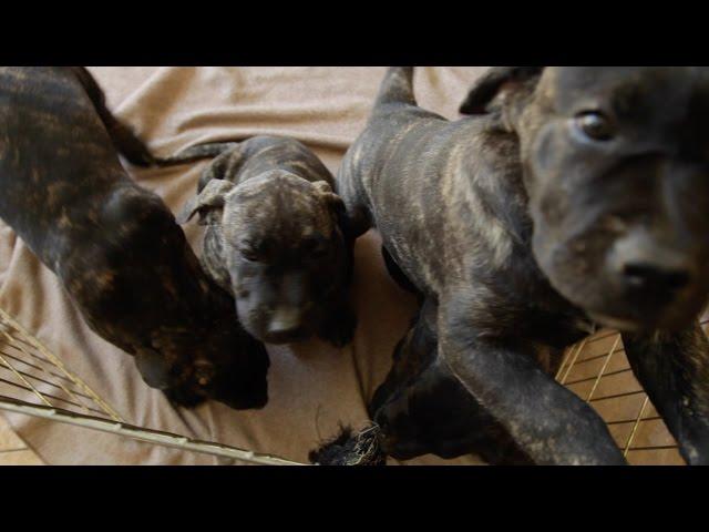 ALL ABOUT LIVING WITH PRESA CANARIO