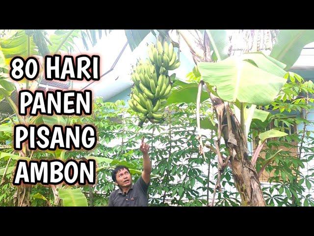 Ambon Banana 80 Days of Harvest